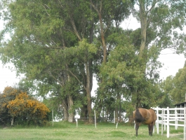 10 HAS CON HARAS, CASONA DE CAMPO, CASA PARA CASEROS, GALPONES, STUD